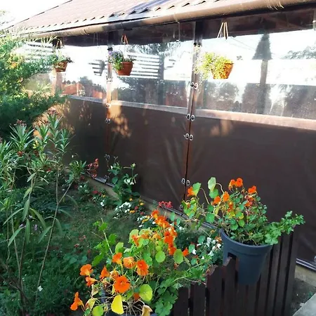 Casa Benny 招待所 科斯蒂内什蒂